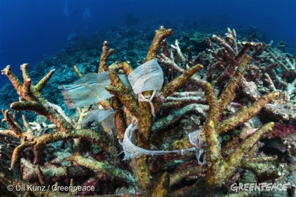 グリーンピース　プラスチック　海をまもる