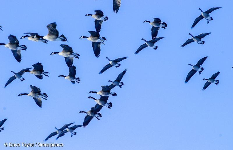 Canada Geese in Canadian Boreal Forest