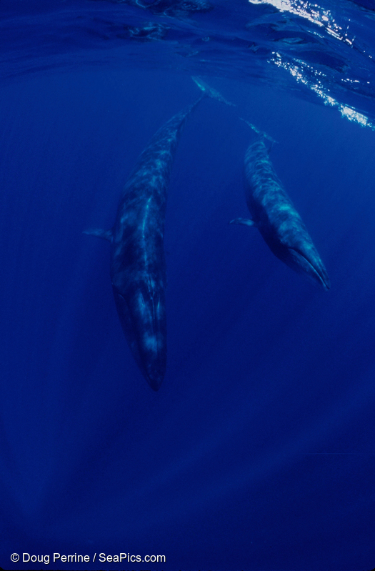 NGO共同声明：ワシントン条約を遵守し、イワシクジラの流通を停止することを求めます