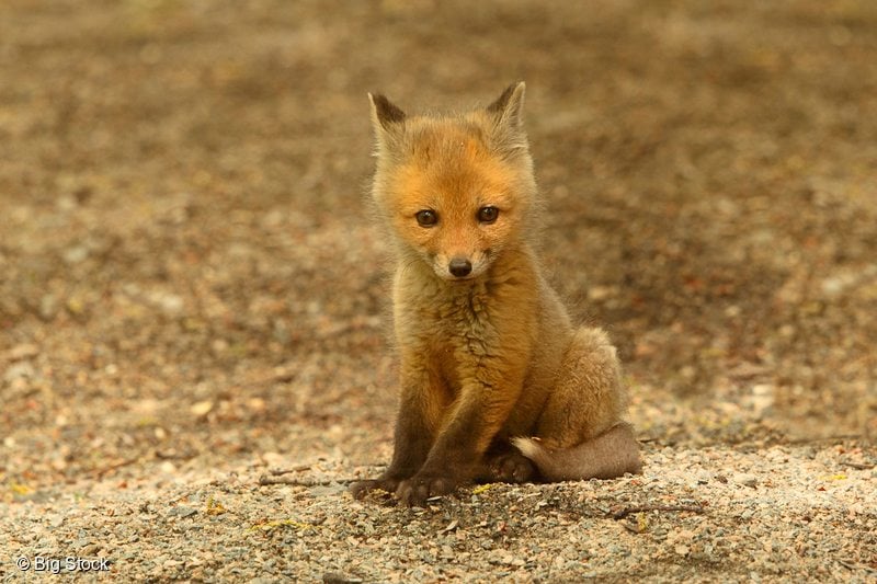 Red Fox Kit in Canadian Boreal Forest