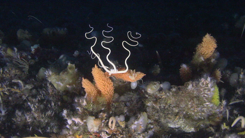 運命の瞬間が近づいています！地球最大のサンクチュアリを南極の海に