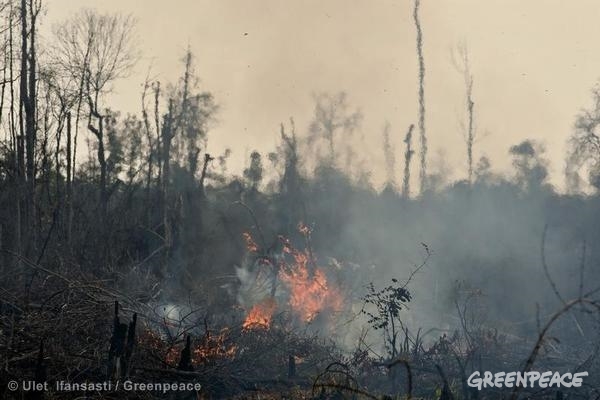 パーム油農園の開発のために破壊され、燃やされた泥炭地