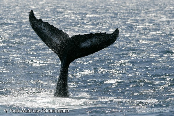 NGO共同声明：調査捕鯨に税金を投入し続けるための「商業捕鯨等のための鯨類科学調査の実施に関する法案」を廃案に！