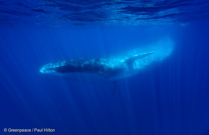 グリーンピース声明：アイスランドから日本への絶滅危惧種ナガスクジラの違法取引に反対