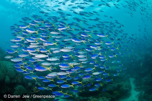 タカサゴ科のお魚の群れ（グレートバリアリーフ）