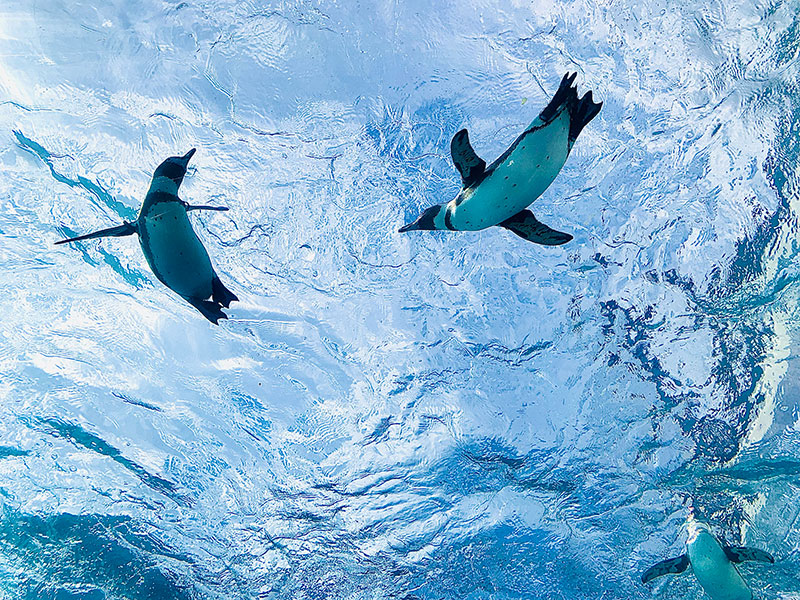 追いつめられるペンギンたち