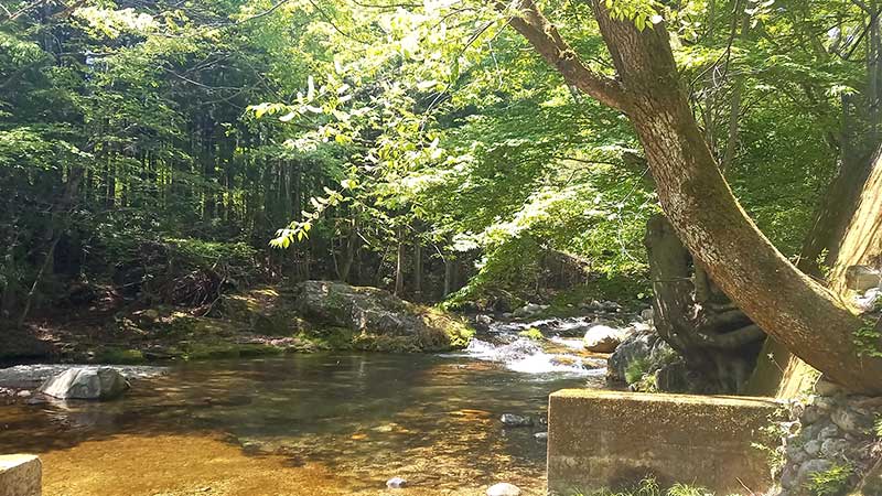 子どものころよく家族で水遊びしたけやきの森。「なんの不安もなくこうした自然の中で遊ぶことに抵抗を感じるようになったのが悲しい」（佐藤さん提供）