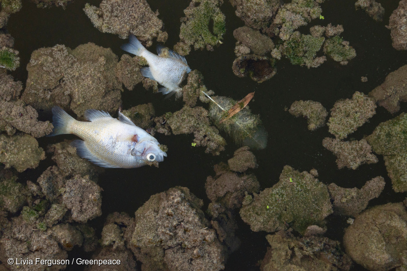 暑さで大量死してしまったワシントンDCの魚。