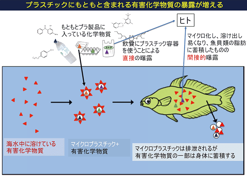 東京農工大 高田秀重教授資料より。魚の体内にプラスチックに含まれる化学物質が蓄積する。