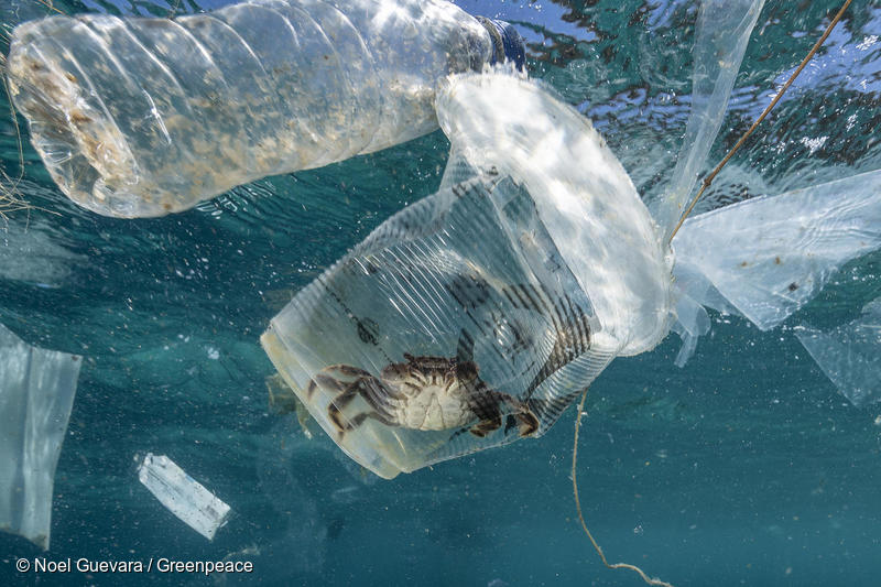 フィリピンのバーデ島の海に流出した使い捨てプラスチックカップの中に入ったカニ