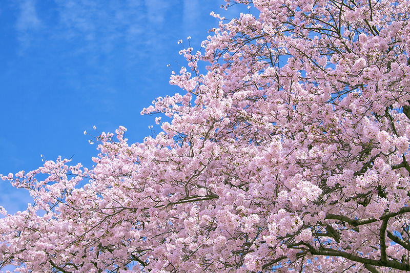 青空の下で咲く桜