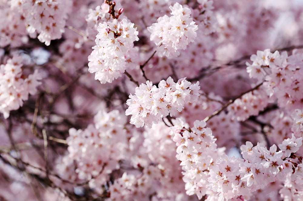 満開の桜の花