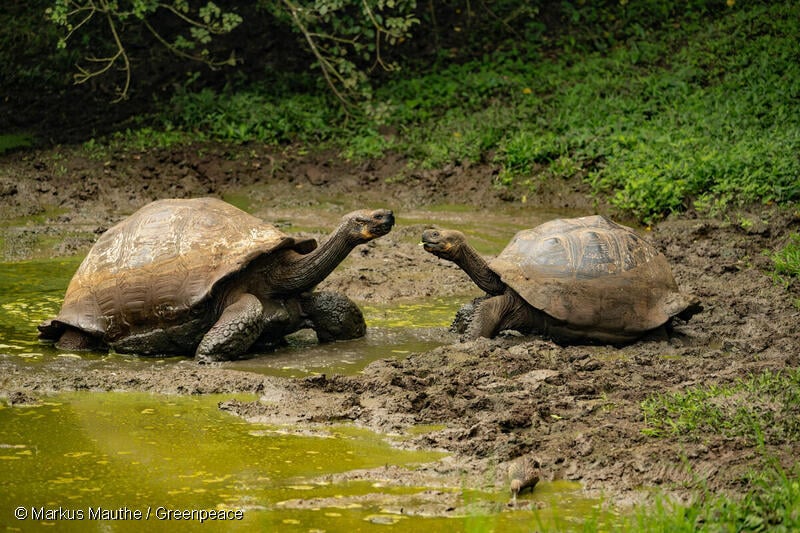 グリーンピースの調査隊が撮影したガラパゴスのゾウガメ