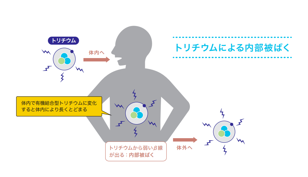 トリチウムによる被ばく