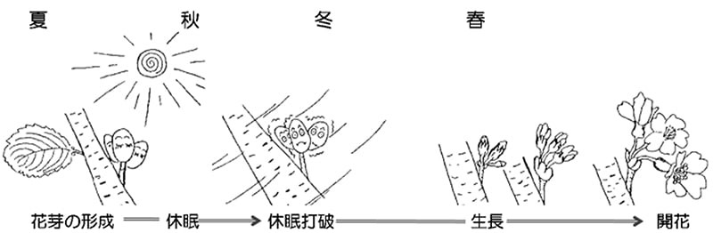 桜の花芽の成長過程