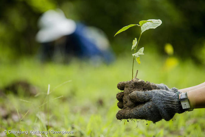 チェンマイ県のドイナタムでの植樹活動に参加する参加者。

グリーンピース東南アジアは、タイ北部でスモッグを引き起こす森林火災で被害を受けたチェンダオの森林を回復するため、チェンマイ県のチェンダオ青少年キャンプで植樹活動を行っています。