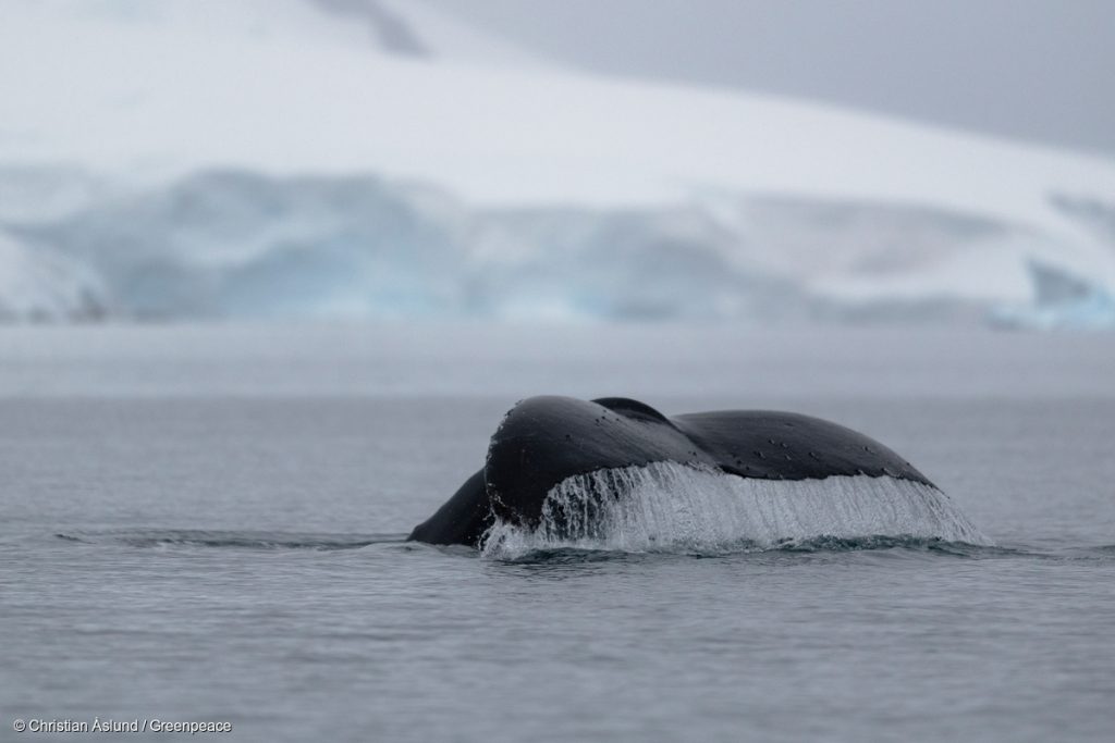 共同ブリーフィングペーパー：グリーンピース、IFAW、WWF による第67回 IWC総会に向けて