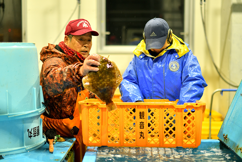 水揚げした魚を出荷するまで、いけすで生かして鮮度を保つ