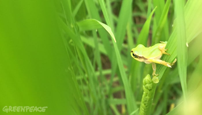 持続可能な世界のために〜生物の多様性を育む農業国際会議に参加して