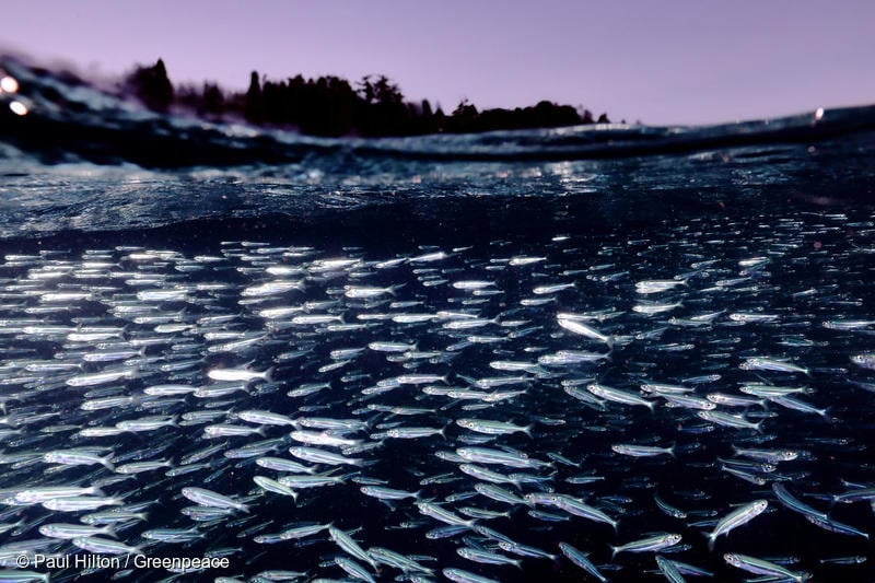 インドネシア、パプア州ラジャ・アンパットの海中を泳ぐ魚群