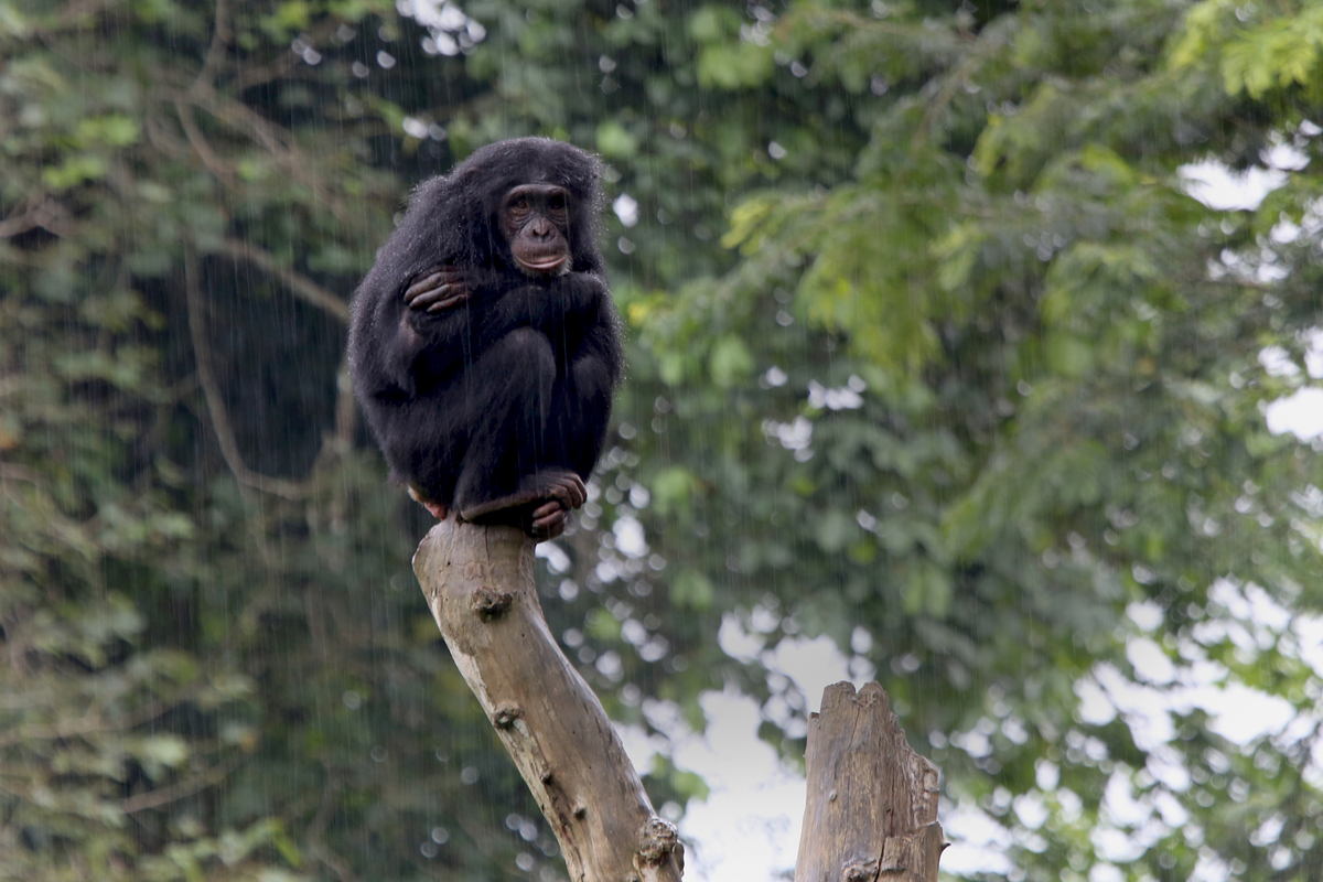 Chimpanzee at Mefou Primate Sanctuary in Cameroon. © John Novis