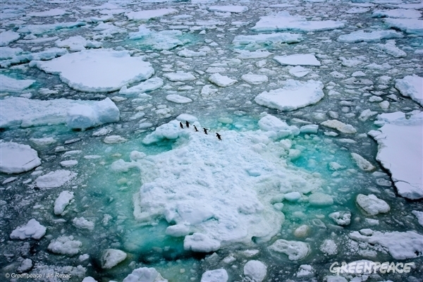 Adeli Penguins in the Antarctic Ocean, 2008