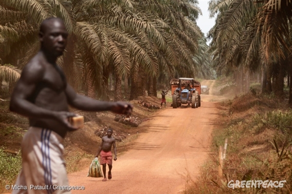 socfin huile de palme cameroun