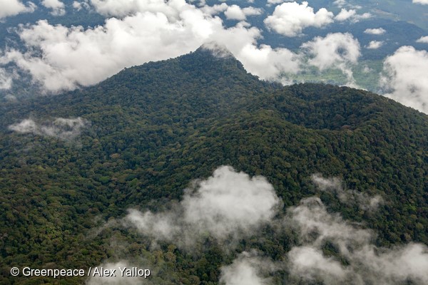 forêt du bassin du Congo