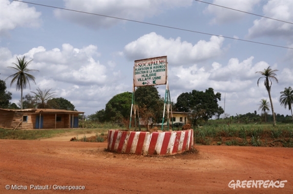 socfin cameroun