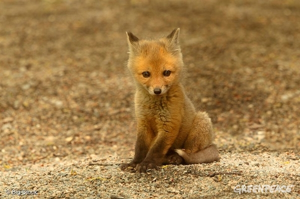 Red fox