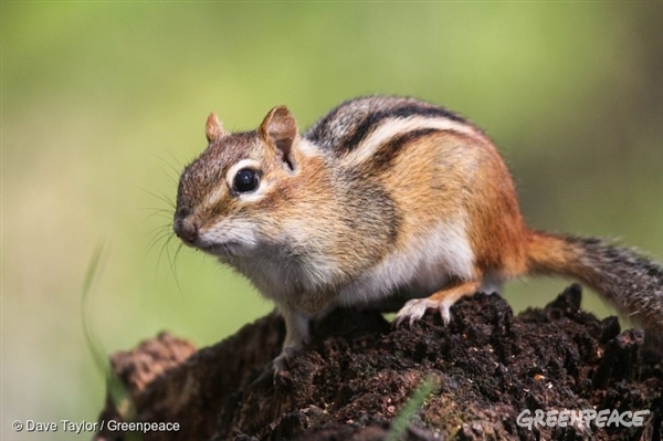 9. Eastern Chipmunk