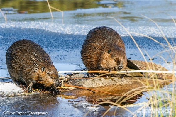 Beaver