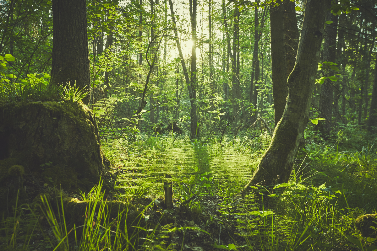Bialowieza Forest in Early Summer. © Anonymous