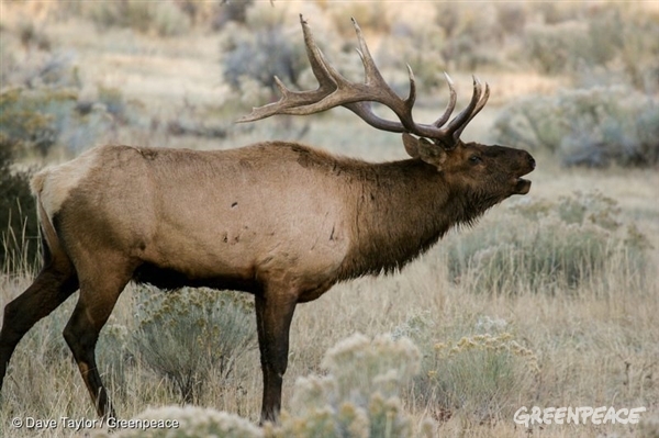 elk