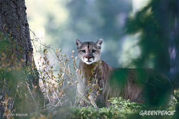 12. Mountain Lion