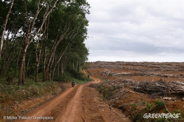 Une victoire pour nos forêts : Michelin s'engage pour une politique Zéro  Déforestation - Greenpeace Africa - Greenpeace Africa