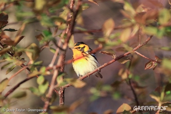 13. Blackburnian Warbler