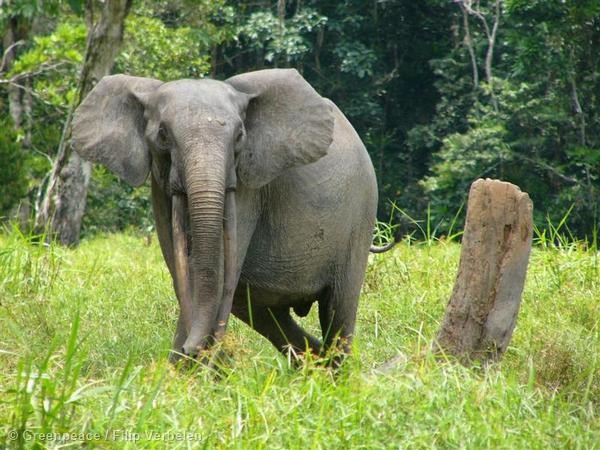 Elephant de forêt