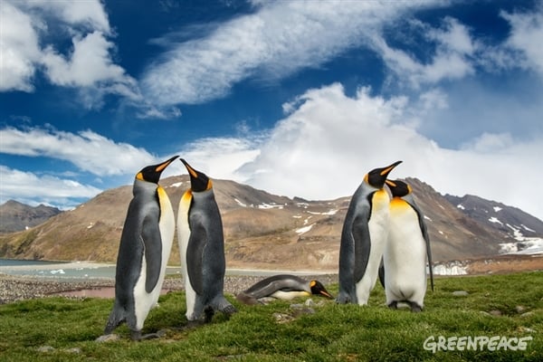 Emperor Penguins in the Antarctic