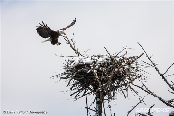 7. Bald Eagle