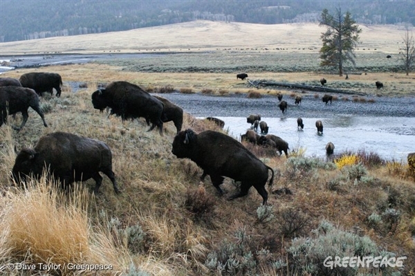 10. Wood Bison