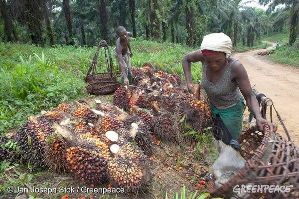 femme plantation palmier a huile cameroun