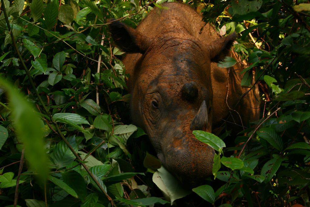 Rhinoceros in Sumatra. © Willem v Strien
