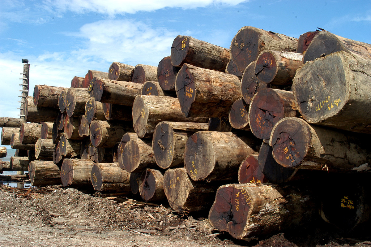 Wapoga Mutiara Timber Log Yard. © Oka Budhi