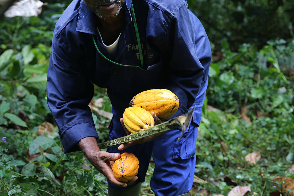 Cocoa Farming in Cameroon. © John Novis