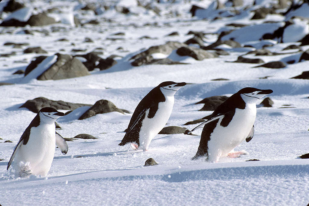 Penguins at the Chilean base Presidente Frei. © Steve Morgan