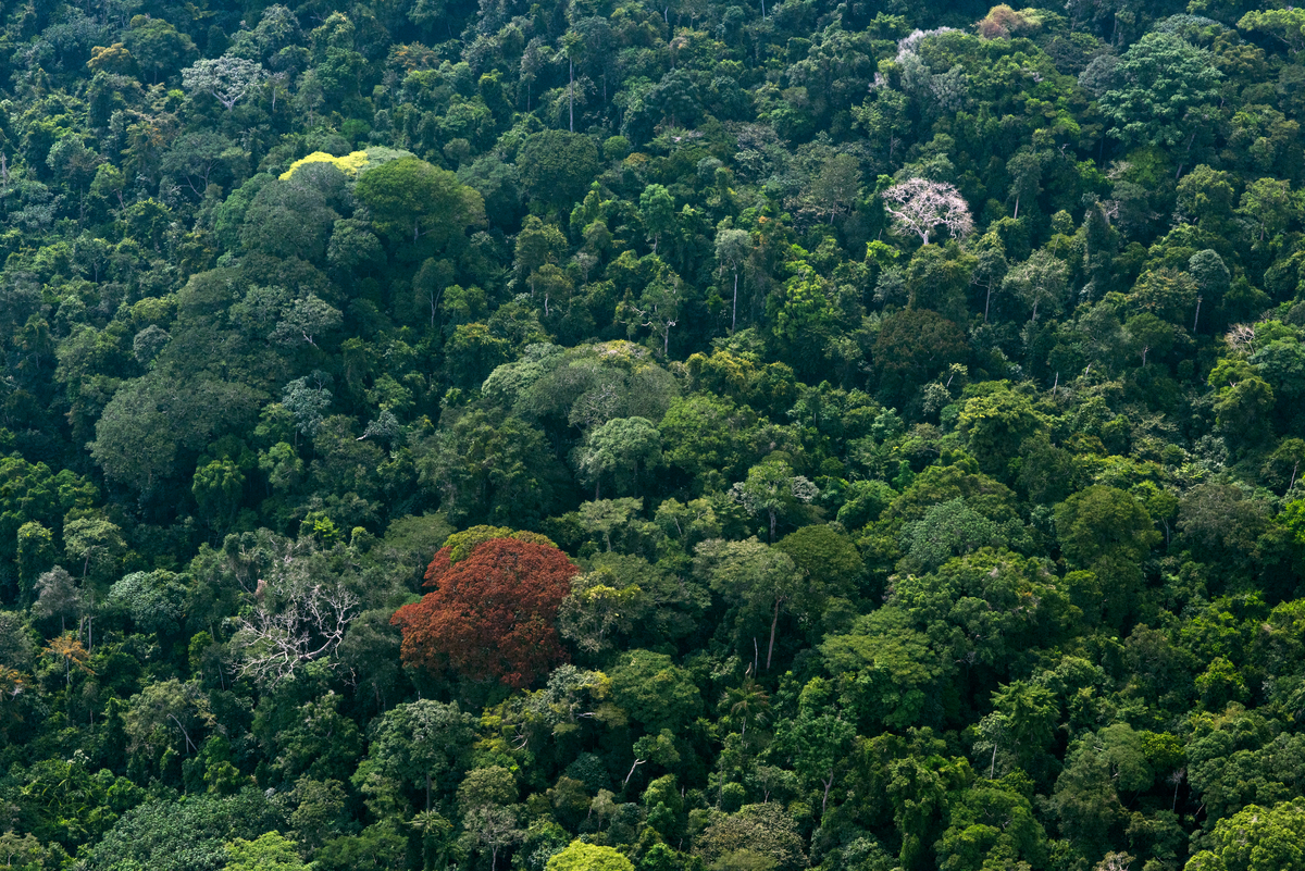 Peatland Forest in DRC. © Daniel Beltrá