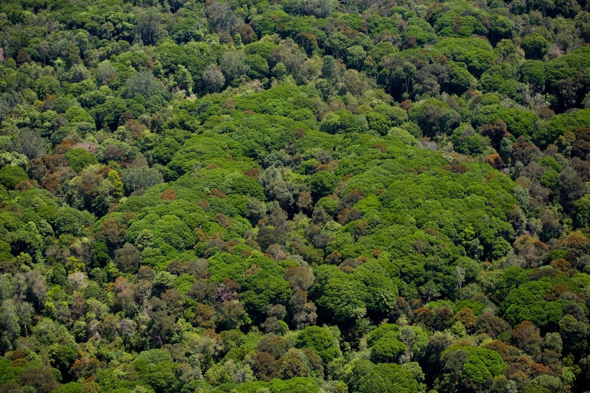 Peatland Rainforest in Sumatra. © Daniel Beltrá