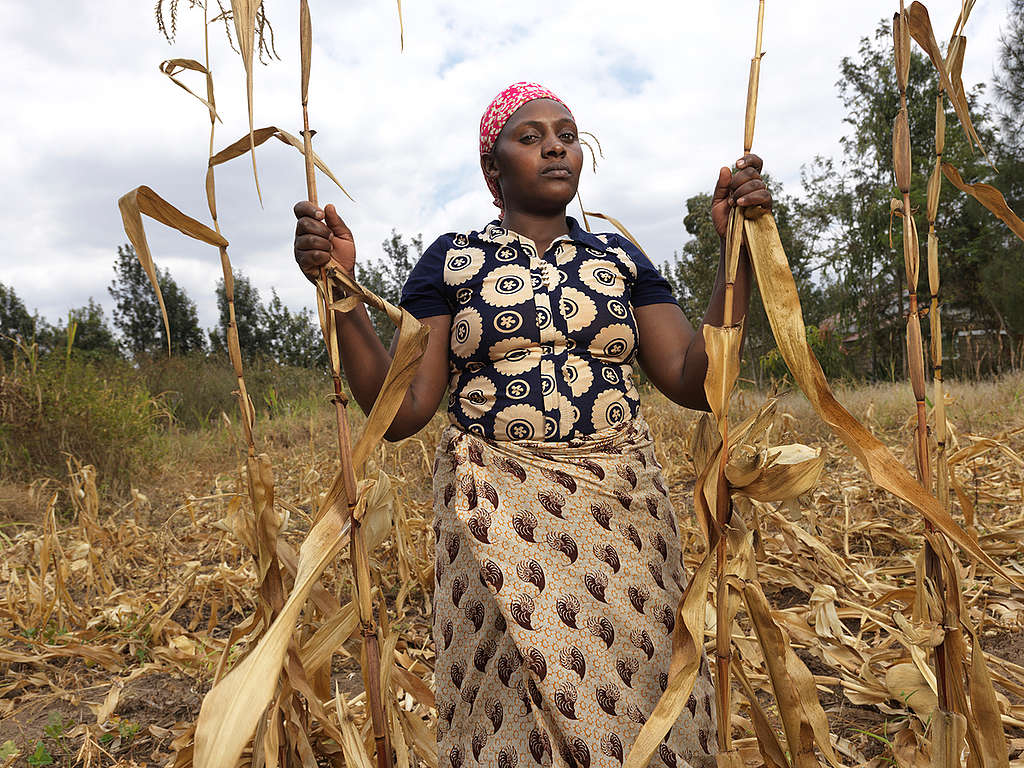 Ruined Crops in Elizabeth Mueni Maundu's Garden in Kenya. © Peter Caton / Greenpeace