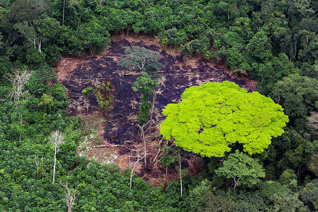 Peatland Forest in DRC. © Daniel Beltrá / Greenpeace